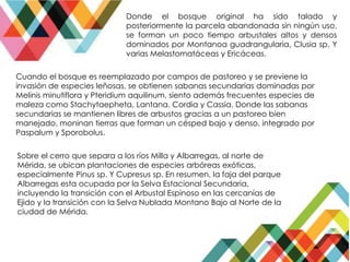 Donde el bosque original ha sido talado y
posteriormente la parcela abandonada sin ningún uso,
se forman un poco tiempo arbustales altos y densos
dominados por Montanoa guadrangularia, Clusia sp. Y
varias Melastomatáceas y Ericáceas.
Cuando el bosque es reemplazado por campos de pastoreo y se previene la
invasión de especies leñosas, se obtienen sabanas secundarias dominadas por
Melinis minutiflora y Pteridium aquilinum, siento además frecuentes especies de
maleza como Stachytaepheta, Lantana, Cordia y Cassia. Donde las sabanas
secundarias se mantienen libres de arbustos gracias a un pastoreo bien
manejado, moninan tierras que forman un césped bajo y denso, integrado por
Paspalum y Sporobolus.
Sobre el cerro que separa a los ríos Milla y Albarregas, al norte de
Mérida, se ubican plantaciones de especies arbóreas exóticas,
especialmente Pinus sp. Y Cupresus sp. En resumen, la faja del parque
Albarregas esta ocupada por la Selva Estacional Secundaria,
incluyendo la transición con el Arbustal Espinoso en las cercanías de
Ejido y la transición con la Selva Nublada Montano Bajo al Norte de la
ciudad de Mérida.
 
