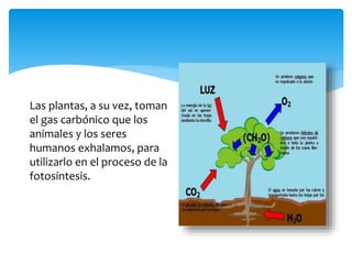 Las plantas, a su vez, toman
el gas carbónico que los
animales y los seres
humanos exhalamos, para
utilizarlo en el proceso de la
fotosíntesis.
 