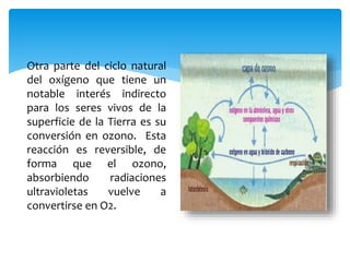 Otra parte del ciclo natural
del oxígeno que tiene un
notable interés indirecto
para los seres vivos de la
superficie de la Tierra es su
conversión en ozono. Esta
reacción es reversible, de
forma que el ozono,
absorbiendo radiaciones
ultravioletas vuelve a
convertirse en O2.
 