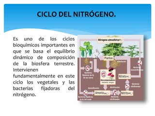 CICLO DEL NITRÓGENO.
Es uno de los ciclos
bioquímicos importantes en
que se basa el equilibrio
dinámico de composición
de la biosfera terrestre.
Intervienen
fundamentalmente en este
ciclo los vegetales y las
bacterias fijadoras del
nitrógeno.
 