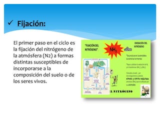  Fijación:
El primer paso en el ciclo es
la fijación del nitrógeno de
la atmósfera (N2) a formas
distintas susceptibles de
incorporarse a la
composición del suelo o de
los seres vivos.
 