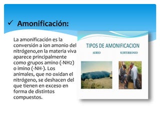  Amonificación:
La amonificación es la
conversión a ion amonio del
nitrógeno,en la materia viva
aparece principalmente
como grupos amino (-NH2)
o imino (-NH-). Los
animales, que no oxidan el
nitrógeno, se deshacen del
que tienen en exceso en
forma de distintos
compuestos.
 