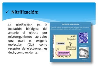  Nitrificación:
La nitrificación es la
oxidación biológica del
amonio al nitrato por
microorganismos aerobios
que usan el oxígeno
molecular (O2) como
receptor de electrones, es
decir, como oxidante.
 