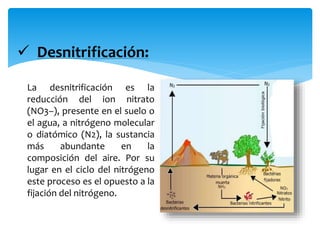  Desnitrificación:
La desnitrificación es la
reducción del ion nitrato
(NO3–), presente en el suelo o
el agua, a nitrógeno molecular
o diatómico (N2), la sustancia
más abundante en la
composición del aire. Por su
lugar en el ciclo del nitrógeno
este proceso es el opuesto a la
fijación del nitrógeno.
 
