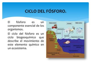 CICLO DEL FÓSFORO.
El fósforo es un
componente esencial de los
organismos.
El ciclo del fósforo es un
ciclo biogeoquímico que
describe el movimiento de
este elemento químico en
un ecosistema.
 