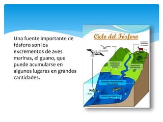 Una fuente importante de
fósforo son los
excrementos de aves
marinas, el guano, que
puede acumularse en
algunos lugares en grandes
cantidades.
 