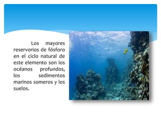 Los mayores
reservorios de fósforo
en el ciclo natural de
este elemento son los
océanos profundos,
los sedimentos
marinos someros y los
suelos.
 