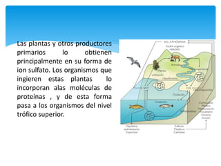 Las plantas y otros productores
primarios lo obtienen
principalmente en su forma de
ion sulfato. Los organismos que
ingieren estas plantas lo
incorporan alas moléculas de
proteínas , y de esta forma
pasa a los organismos del nivel
trófico superior.
 