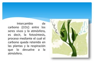 Intercambio de
carbono (CO2) entre los
seres vivos y la atmósfera,
es decir, la fotosíntesis,
proceso mediante el cual el
carbono queda retenido en
las plantas y la respiración
que lo devuelve a la
atmósfera.
 