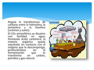 Regula la transferencia de
carbono entre la hidrosfera, la
atmósfera y la litosfera
(océanos y suelo).
El CO2 atmosférico se disuelve
con facilidad en agua,
formando ácido carbónico, la
materia orgánica queda
sepultada sin contacto con el
oxígeno que la descomponga,
produciéndose así la
fermentación que lo
transforma en carbón,
petróleo y gas natural.
 