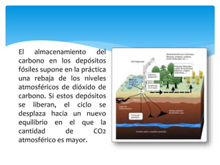 El almacenamiento del
carbono en los depósitos
fósiles supone en la práctica
una rebaja de los niveles
atmosféricos de dióxido de
carbono. Si estos depósitos
se liberan, el ciclo se
desplaza hacia un nuevo
equilibrio en el que la
cantidad de CO2
atmosférico es mayor.
 