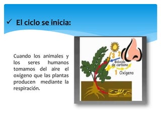  El ciclo se inicia:
Cuando los animales y
los seres humanos
tomamos del aire el
oxígeno que las plantas
producen mediante la
respiración.
 