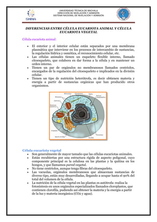 UNIVERSIDAD TÉCNICA DE MACHALA 
DIRECCIÓN DE NIVELACIÓN Y ADMISIÓN 
SISTEMA NACIONAL DE NIVELACIÓN Y ADMISIÓN 
DIFERENCIAS ENTRE CÉLULA EUCARIOTA ANIMAL Y CÉLULA 
EUCARIOTA VEGETAL 
Célula eucariota animal: 
 El exterior y el interior celular están separados por una membrana 
plasmática que interviene en los procesos de intercambio de sustancias, 
la regulación hídrica y osmótica, el reconocimiento celular, etc. 
 Las células animales tienen un esqueleto flexible interno, llamado 
citoesqueleto, que colabora en dar forma a la célula y en mantener un 
orden interno. 
 Tienen un par de orgánulos no membranosos llamados centriolos, 
encargados de la regulación del citoesqueleto e implicados en la división 
celular. 
 Tienen un tipo de nutrición heterótrofa, es decir obtienen materia y 
energía a partir de sustancias orgánicas que han producido otros 
organismos. 
Célula eucariota vegetal 
 Son generalmente de mayor tamaño que las células eucariotas animales. 
 Están recubiertas por una estructura rígida de aspecto poligonal, cuyo 
componente principal es la celulosa en las plantas y la quitina en los 
hongos, y que llamamos pared vegetal. 
 No tiene centriolos, aunque tenga fibras del citoesqueleto. 
 Las vacuolas, orgánulos membranosos que almacenan sustancias de 
diverso tipo, están muy desarrolladas, llegando a ocupar hasta el 90% del 
total del volumen de la célula. 
 La nutrición de la célula vegetal en las plantas es autótrofa: realiza la 
fotosíntesis en unos orgánulos especializados llamados cloroplastos, que 
contienen clorofila, pudiendo así obtener la materia y la energía a partir 
de la luz y materia inorgánica (CO2 y agua). 
 