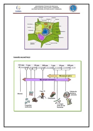 UNIVERSIDAD TÉCNICA DE MACHALA 
DIRECCIÓN DE NIVELACIÓN Y ADMISIÓN 
SISTEMA NACIONAL DE NIVELACIÓN Y ADMISIÓN 
TAMAÑO MILIMÉTRICO 
 