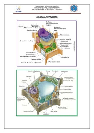 UNIVERSIDAD TÉCNICA DE MACHALA 
DIRECCIÓN DE NIVELACIÓN Y ADMISIÓN 
SISTEMA NACIONAL DE NIVELACIÓN Y ADMISIÓN 
CELULA EUCARIOTA VEGETAL 
 