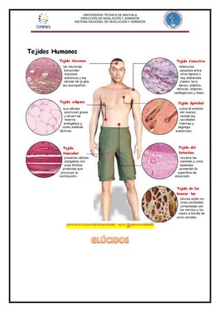 UNIVERSIDAD TÉCNICA DE MACHALA 
DIRECCIÓN DE NIVELACIÓN Y ADMISIÓN 
SISTEMA NACIONAL DE NIVELACIÓN Y ADMISIÓN 
 