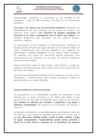 UNIVERSIDAD TÉCNICA DE MACHALA 
DIRECCIÓN DE NIVELACIÓN Y ADMISIÓN 
SISTEMA NACIONAL DE NIVELACIÓN Y ADMISIÓN 
patogenicidad. Asimismo, L. interrogans se ha dividido en 23 
serogrupos y más de 200 serovares, con base en su composición 
antigénica. 
Las ratas y los ratones son los reservorios primarios (huéspedes de 
mantenimiento) de esta bacteria, en los cuales se produce una 
infección renal crónica, con excreción de grandes cantidades de 
bacterias en la orina, contaminando todo el medio que habitan. Los 
animales domésticos más afectados son los caninos, bovinos, 
porcinos y equinos. 
La leptospirosis en los animales es frecuentemente subclínica; la 
bacteria puede persistir por largos períodos en los túbulos renales de 
estos, estableciendo una relación simbiótica sin evidencia de 
enfermedad o cambios patológicos en sus riñores. Como resultado, 
los animales que sirven de reservorio pueden diseminar altas 
concentraciones de bacterias en su orina, sin mostrar evidencias 
clínicas de enfermedad. 
Puede presentarse tanto en zonas rurales como urbanas, en todas las 
edades y estaciones del año como consecuencia de las características 
del reservorio animal. 
Las bacterias generalmente mueren al estar expuestas al calor, la luz, 
detergentes, o desinfectantes, pero pueden permanecer viables en 
aguas alcalinas o en suelos húmedos. 
Causas, incidencia y factores de riesgo 
La leptospirosis es un enfermedad causada por exposición a esta 
bacteria que se puede encontrar en los climas más cálidos en las 
aguas dulces que han sido contaminadas por la orina de los animales. 
Los humanos se infectan por consumo o exposición a las aguas y 
alimentos contaminados. En general no se transmite de persona a 
persona. 
La bacteria, ayudada por su movilidad (posee dos flagelos), entra por 
las mucosas o por medio de pequeñas abrasiones en la piel, por lo 
que las infecciones también pueden ocurrir al nadar, trabajar o jugar 
en aguas contaminadas. Ocasionalmente puede incluso penetrar a 
través de la piel intacta o después de la mordedura de animales 
 