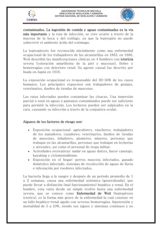 UNIVERSIDAD TÉCNICA DE MACHALA 
DIRECCIÓN DE NIVELACIÓN Y ADMISIÓN 
SISTEMA NACIONAL DE NIVELACIÓN Y ADMISIÓN 
contaminados. La ingestión de comida y aguas contaminadas es la vía 
más importante y la ruta de infección, se cree ocurre a través de la 
mucosa de la boca y del esófago, ya que la leptospira no puede 
sobrevivir el ambiente ácido del estómago. 
La leptospirosis fue reconocida inicialmente como una enfermedad 
ocupacional de los trabajadores de las alcantarillas en 1883. en 1886, 
Weil describió las manifestaciones clínicas en 4 hombres con ictericia 
severa (coloración amarillenta de la piel y mucosas), fiebre y 
hemorragias con deterioro renal. Su agente causal fue descrito por 
Inada en Japón en 1916. 
La exposición ocupacional es responsable del 30-50% de los casos 
humanos. Los principales expuestos son trabajadores de granjas, 
veterinarios, dueños de tiendas de mascotas. 
Las ratas infectadas pueden contaminar las cloacas. Una inmersión 
parcial o total en aguas o pantanos contaminados puede ser suficiente 
para permitir la infección. Los lecheros pueden ser salpicados en la 
cara, causando su infección a través de la conjuntiva ocular. 
Algunos de los factores de riesgo son: 
 Exposición ocupacional: agricultores, rancheros, trabajadores 
de los mataderos, cazadores, veterinarios, dueños de tiendas 
de mascotas, leñadores, plomeros, mineros, personas que 
trabajan en las alcantarillas, personas que trabajan en lecherias 
y arrozales, así como el personal de tropa militar. 
 Actividades recreativas: nadar en aguas dulces, hacer canotaje, 
kayaking y ciclomontañismo. 
 Exposición en el hogar: perros mascota infectados, ganado 
doméstico infectado, sistemas de recolección de aguas de lluvia 
e infestación por roedores infectados. 
La bacteria llega a la sangre y después de un período promedio de 1 
a 2 semanas, causa una enfermedad sistémica (generalizada), que 
puede llevar a disfunción (mal funcionamiento) hepática y renal. En el 
hombre, esta varía desde un simple resfrío hasta una enfermedad 
severa, que se conoce como Enfermedad de Weil (leptopirosis 
icterica), es la forma más grave de la enfermedad la cual consiste en 
un fallo hepático-renal agudo con severas hemorragias, hipotensión y 
mortalidad de 5 a 10%, siendo sus signos y síntomas continuos y no 
 