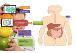MICELA
TRES ACIDOS GRASOS
UN GLICEROL
TRIGLICERIDO
AGUA
Las vellosidades
intestinales transportan
las micelas
Se transforman en
quilomicrón, los cuales
viajan por el sistema
linfático y el torrente
sanguíneo
HCL
 