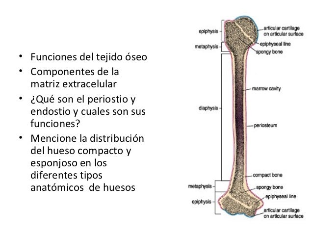 Tejido adiposo, óseo y cartílago
