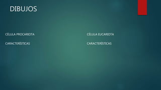 DIBUJOS
CÉLULA PROCARIOTA CÉLULA EUCARIOTA
CARACTERÍSTICAS CARACTERÍSTICAS
 