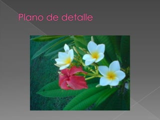Plano de detalle