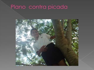 Plano  contra picada