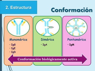Conformación2. Estructura
Monomérica
• IgG
• IgE
• IgD
Dimérica
• IgA
Pentamérica
• IgM
Conformación biológicamente activa
 