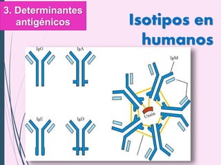 Isotipos en
humanos
3. Determinantes
antigénicos
 
