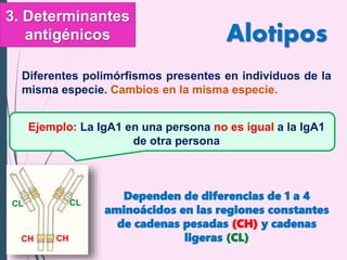 Alotipos
Diferentes polimórfismos presentes en individuos de la
misma especie. Cambios en la misma especie.
Ejemplo: La IgA1 en una persona no es igual a la IgA1
de otra persona
Dependen de diferencias de 1 a 4
aminoácidos en las regiones constantes
de cadenas pesadas (CH) y cadenas
ligeras (CL)
3. Determinantes
antigénicos
CHCH
CLCL
 
