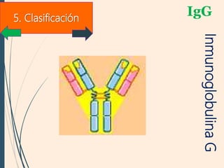 IgG
InmunoglobulinaG
5. Clasificación
 