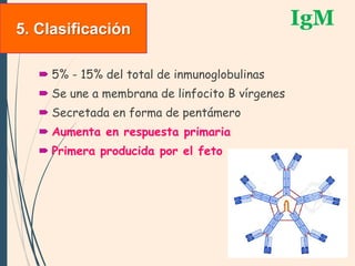 IgM
 5% - 15% del total de inmunoglobulinas
 Se une a membrana de linfocito B vírgenes
 Secretada en forma de pentámero
 Aumenta en respuesta primaria
 Primera producida por el feto
5. Clasificación
 