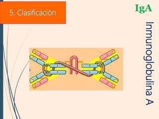 IgA
InmunoglobulinaA
5. Clasificación
 