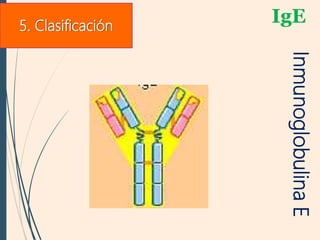 IgE
InmunoglobulinaE
5. Clasificación
 