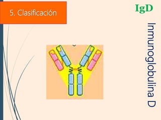 IgD
InmunoglobulinaD
5. Clasificación
 