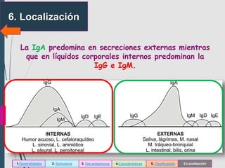 6. Localización
La IgA predomina en secreciones externas mientras
que en líquidos corporales internos predominan la
IgG e IgM.
1.Generalidades 2. Estructura 3. Det.antigénicos 4.Características 5. Clasificación 6.Localización
 