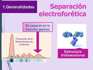 Se separan en la
fracción gamma
Estructura
tridimensional
Separación
electroforética
1.Generalidades
Fracciones de la
Electroforesis de
proteínas
 