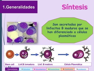 Stem cell Linf.B inmaduro Linf. B maduro Célula Plasmática
Son secretadas por
linfocitos B maduros que se
han diferenciado a células
plasmáticas
Síntesis1.Generalidades
1.Generalidades 2. Estructura 3. Det.antigénicos 4.Características 5. Clasificación 6.Localización
 