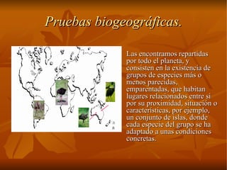 Las encontramos repartidas por todo el planeta, y consisten en la existencia de grupos de especies más o menos parecidas, emparentadas, que habitan lugares relacionados entre si por su proximidad, situación o características, por ejemplo, un conjunto de islas, donde cada especie del grupo se ha adaptado a unas condiciones concretas.  Pruebas biogeográficas. 