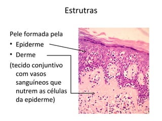 Estrutras 
Pele formada pela 
• Epiderme 
• Derme 
(tecido conjuntivo 
com vasos 
sanguíneos que 
nutrem as células 
da epiderme) 
 