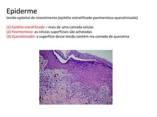 Epiderme 
tecido epitelial de revestimento (epitélio estratificado pavimentoso queratinizado) 
(1) Epitélio estratificado – mais de uma camada celular 
(2) Pavimentoso- as células superficiais são achatadas 
(3) Queratinizado- a superfície desse tecido contém ma camada de queratina 
1 
2 
3 
 