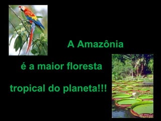 ,        A Amazônia      é a maior floresta     tropical do planeta!!!   