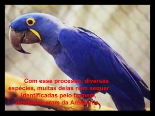 Com esse processo, diversas espécies, muitas delas nem sequer identificadas pelo homem, desapareceram da Amazônia.    