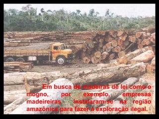 Em busca de madeiras de lei como o mogno, por exemplo, empresas madeireiras  instalaram-se na região amazônica para fazer a exploração ilegal. 