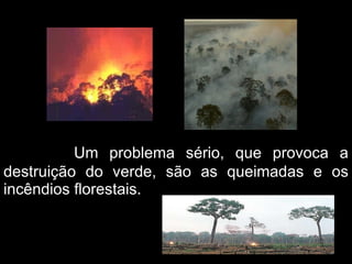   Um problema sério, que provoca a destruição do verde, são as queimadas e os incêndios florestais.    