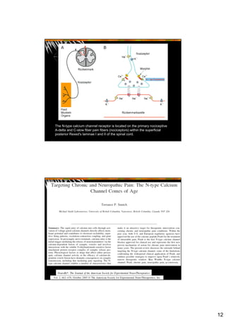 12
The N-type calcium channel receptor is located on the primary nociceptive
A-delta and C-slow fiber pain fibers (nociceptors) within the superficial
posterior Rexed's laminae I and II of the spinal cord.
 