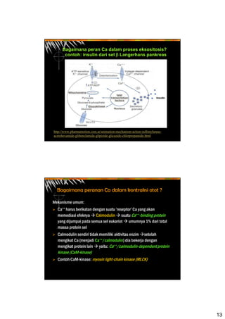 13
Bagaimana peran Ca dalam proses eksositosis?
contoh: insulin dari sel β Langerhans pankreas
http://www.pharmamotion.com.ar/animation-mechanism-action-sulfonylureas-
acetohexamide-glibenclamide-glipizide-glicazide-chlorpropamide.html
Bagaimana peranan Ca dalam kontraksi otot ?
Mekanisme umum:
Ca++ harus berikatan dengan suatu ‘reseptor’ Ca yang akan
memediasi efeknya Calmodulin suatu Ca++-binding protein
yang dijumpai pada semua sel eukariot umumnya 1% dari total
massa protein sel
Calmodulin sendiri tidak memiliki aktivitas enzim setelah
mengikat Ca (menjadi Ca++/calmodulin) dia bekerja dengan
mengikat protein lain yaitu: Ca++/calmodulin-dependent protein
kinase (CaM-kinase)
Contoh CaM-kinase: myosin light-chain kinase (MLCK)
 