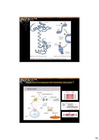 14
Bagaimana Ca berperan dlm kontraksi otot polos ?
 
