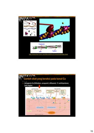 15
http://entochem.tamu.edu/MuscleStrucContractswf/index.html
Contoh obat yang beraksi pada kanal Ca
Antagonis Ca (Nifedipin, verapamil, diltiazem) antihipertensi,
anti angina
 