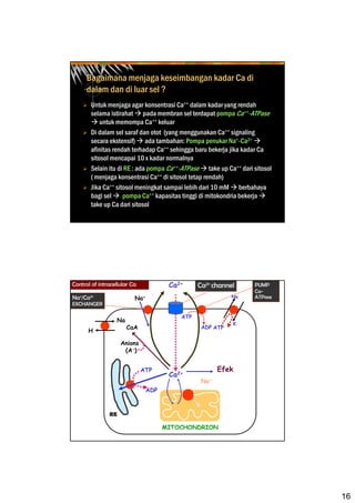 16
Bagaimana menjaga keseimbangan kadar Ca di
dalam dan di luar sel ?
Untuk menjaga agar konsentrasi Ca++ dalam kadar yang rendah
selama istirahat pada membran sel terdapat pompa Ca++-ATPase
untuk memompa Ca++ keluar
Di dalam sel saraf dan otot (yang menggunakan Ca++ signaling
secara ekstensif) ada tambahan: Pompa penukar Na+-Ca2+
afinitas rendah terhadap Ca++ sehingga baru bekerja jika kadar Ca
sitosol mencapai 10 x kadar normalnya
Selain itu di RE : ada pompa Ca++-ATPase take up Ca++ dari sitosol
( menjaga konsentrasi Ca++ di sitosol tetap rendah)
Jika Ca++ sitosol meningkat sampai lebih dari 10 mM berbahaya
bagi sel pompa Ca++ kapasitas tinggi di mitokondria bekerja
take up Ca dari sitosol
Ca2+
Ca2+ channel PUMP
Ca-
ATPaseNa
ATP
K
ATP
ADP
Na+Na+/Ca2+
EXCHANGER
Na
H
CaA
Anions
(A-)
EfekATP
ADP
MITOCHONDRION
Na+
Control of intracellular Ca Ca2+
RE
 